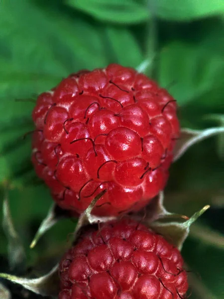 Macro Photo Blueberries Garden — Stock Photo, Image