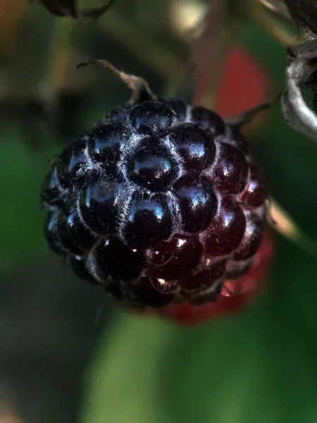 Macro Photo Blueberries Garden — 스톡 사진