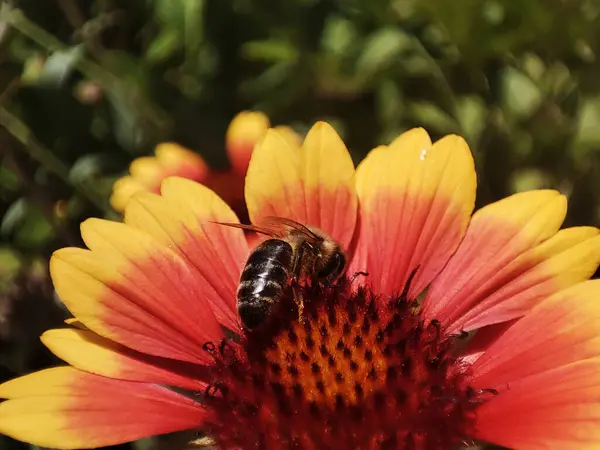Çiçek açan çimenlikteki bir arının makro fotoğrafı