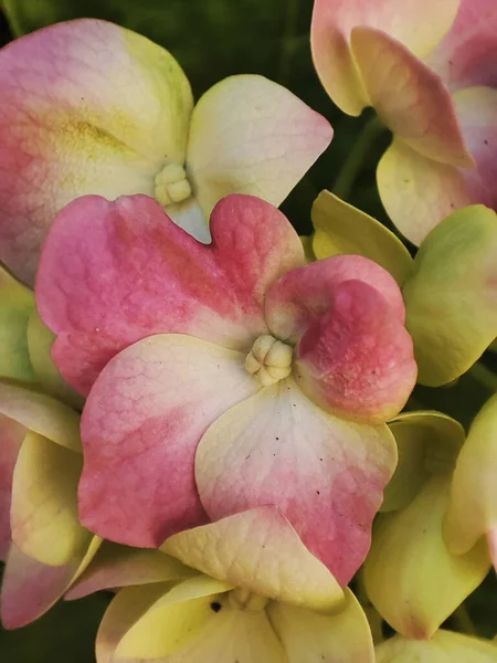 stock image Macro photo of flowers hydrangea