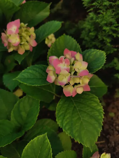 stock image Macro photo of flowers hydrangea