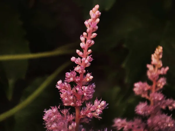 Çiçek açan çimlerin makro fotoğrafı