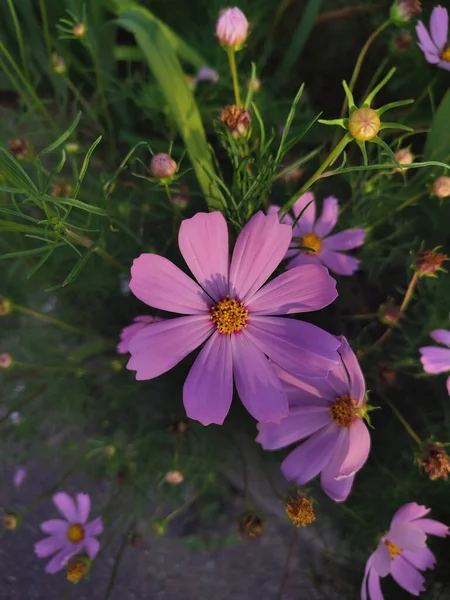 Çiçek açan çimlerin makro fotoğrafı