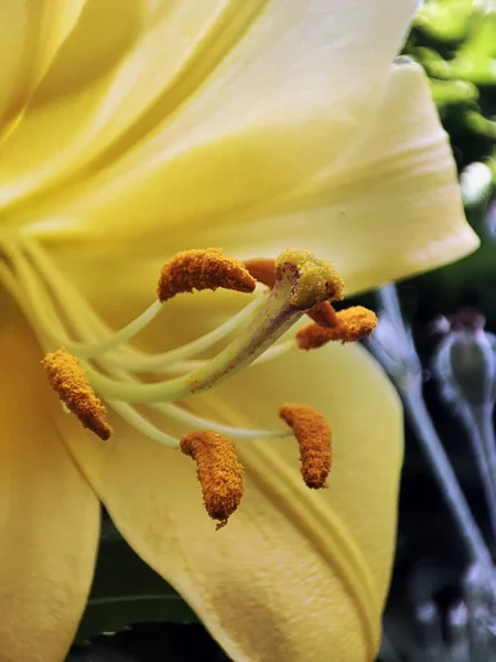 Çiçek açan çimlerin makro fotoğrafı