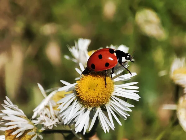 Macro Photo Ladybug Grass — Stock Photo, Image