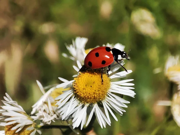 Çimlerin üzerindeki uğur böceğinin makro fotoğrafı.
