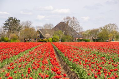 Hollanda, Hollanda 'da kırmızı laleler. 