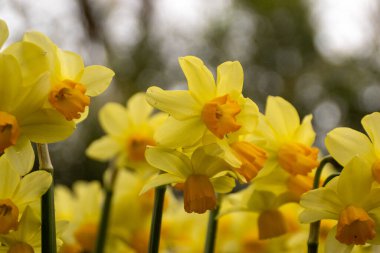 Hollanda 'daki Keukenhof' ta güzel çiçek soğanları