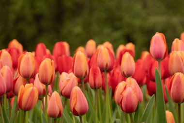 Hollanda 'daki Keukenhof' ta güzel çiçek soğanları