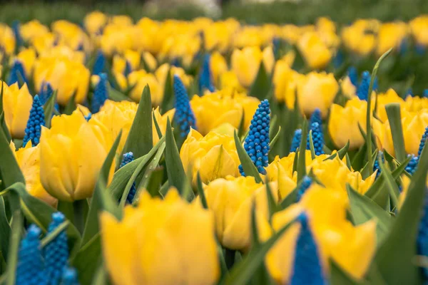 Schöne Blumenzwiebeln Auf Dem Keukenhof Holland — Stockfoto