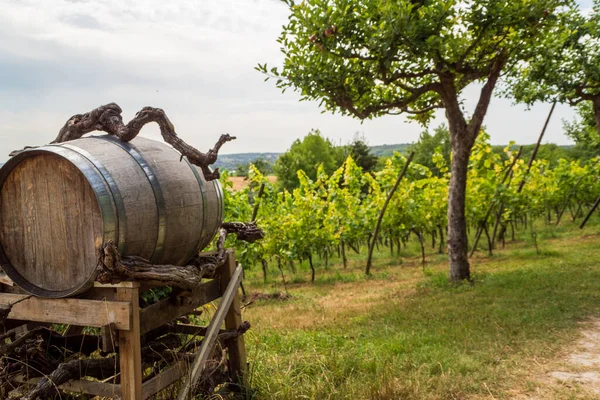 stock image Dutch vineyards in South Limburg