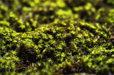 Yeşil tüylü orman yosunu. Yakın plan.