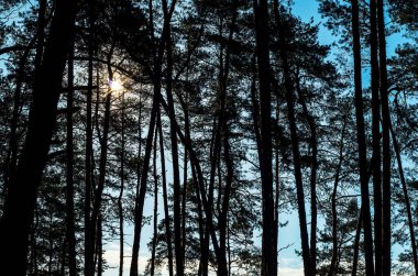 Gökyüzüne karşı kontrastlı güneş ışığında çam ağaçları