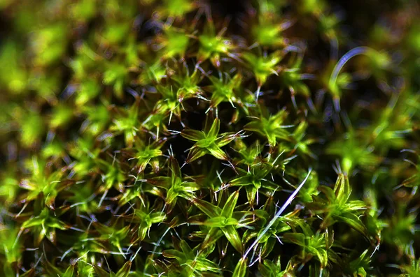 Green Fluffy Forest Moss Close — Stock Photo, Image