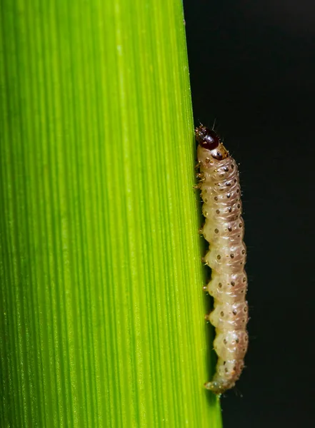 在阳光照射下的玉米秆上的玉米蛾幼虫 — 图库照片