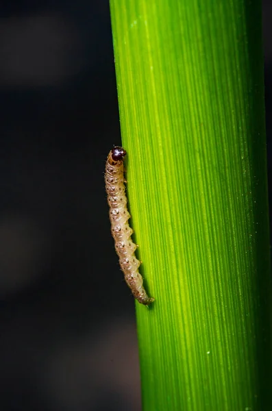 太陽の光で照らされたトウモロコシの茎の上に幼虫が — ストック写真