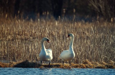 Bir çift beyaz kuğu, geçen senenin bulanık arka planına karşı güneş tarafından aydınlatılan su kenarında birbirlerine bakıyorlar.