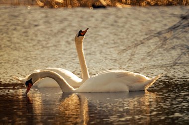 A pair of white swans illuminated by the spring sun on water on a blurred background in backlight3 clipart
