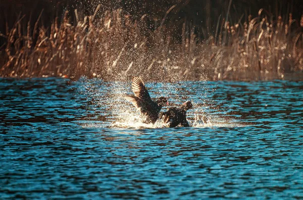 Paarungsduell Der Blässhuhn Männchen Auf Dem Wasser Gegenlicht — Stockfoto