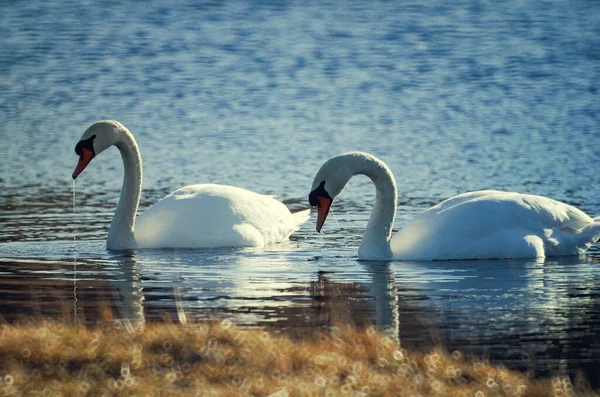 Пара Белых Лебедей Освещенных Весенним Солнцем Воде Размытом Фоне Подсветке — стоковое фото