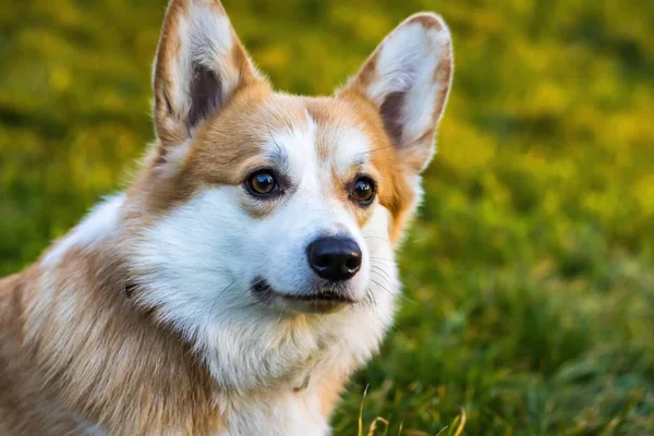 Close Bonito Galês Corgi Pembroke Cão — Fotografia de Stock