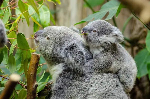 Koala, Avustralya, Hayvanlar