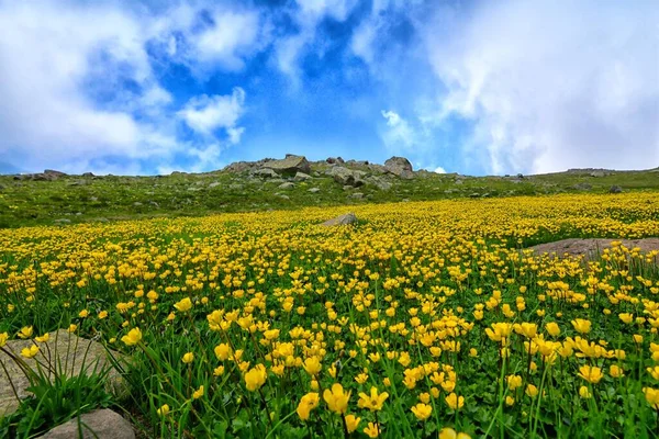 Doğa, Alan, Peyzaj resmi