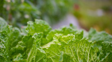 Taze yeşil lahana yaprakları. sabah bahçesi 