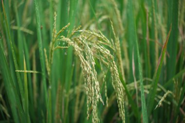 Yeşil pirinç tarlalarında hasat etmeye hazır pirinç bitkileri.