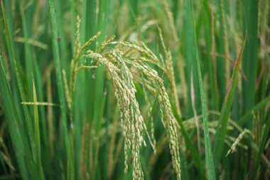 Yeşil pirinç tarlalarında hasat etmeye hazır pirinç bitkileri.
