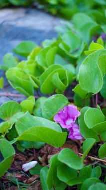 Taze yeşil yapraklarla çevrili mor çiçekler