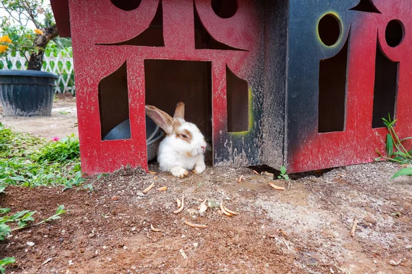 a rabbit is resting in his house