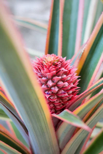 Bahçede ananas çiçeği, fotoğrafa yakın çekim..