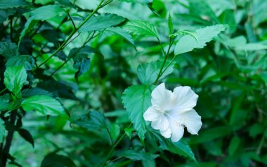 Bahçede yeşil yapraklı beyaz amber çiçeği