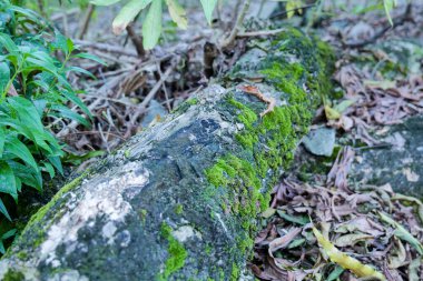 ormandaki bir ağaç üzerinde yeşil yosun