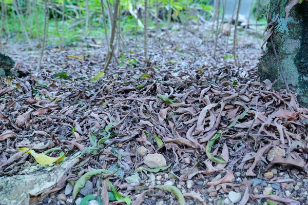 Folhas Secas Chão Floresta Tropical — Fotografia de Stock
