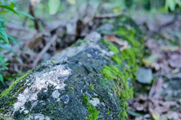 Moss Tree Trunk Forest Selective Focus — Stock Photo, Image
