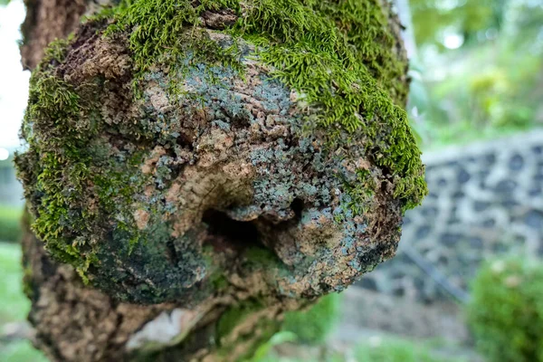 Moss Tronco Uma Árvore Parque Close — Fotografia de Stock
