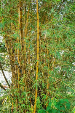 Sarı bambu ormanı, yumuşak odaklı fotoğrafa yakın çekim