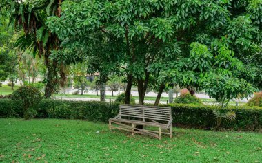 Parktaki ahşap bank, yeşil çimen ve ağaç. Doğa arkaplanı