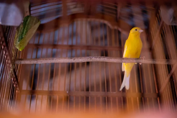 笼中的黄色金丝雀 有选择的焦点 浅色Dof — 图库照片