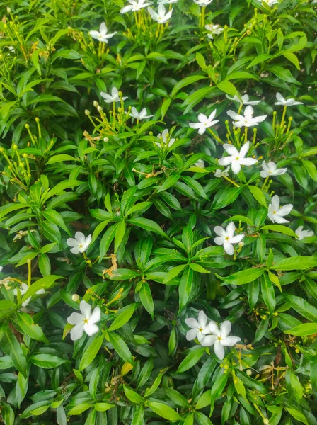 stock image Jasmine flowers blooming in the garden with green leaves background