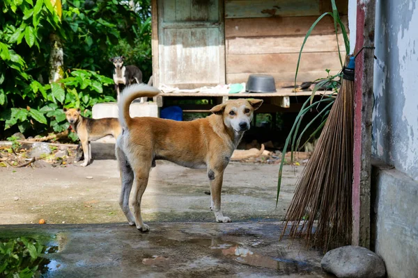 Köyde başıboş köpekler, köpek kulübesi.