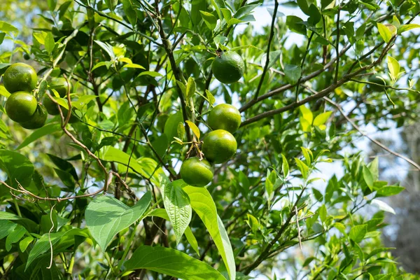 Zelené Citrusové Plody Rostoucí Stromě Zahradě — Stock fotografie