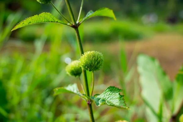Közelkép Zöld Növények Réten Természetvédelmi Háttér — Stock Fotó