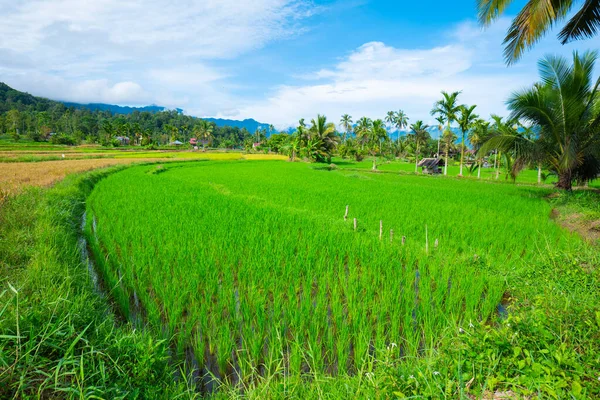 Endonezya Bali Deki Pirinç Tarlası Mavi Gökyüzü Arka Planına Sahip — Stok fotoğraf