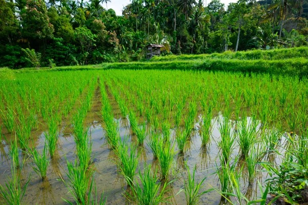 Semena Rýže Rýžových Polích Bali Indonésii Pěstování Rýže — Stock fotografie