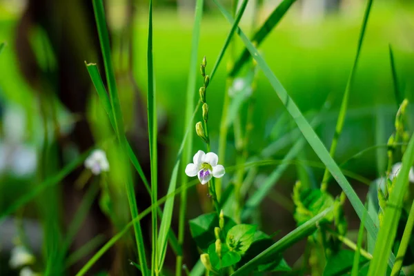 Pequena Flor Branca Jardim Com Fundo Grama Verde Fundo Natureza — Fotografia de Stock