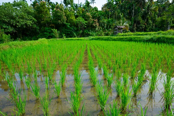 Rizs Palánták Bali Rizsföldjein Indonéziában Rizstermesztés — Stock Fotó