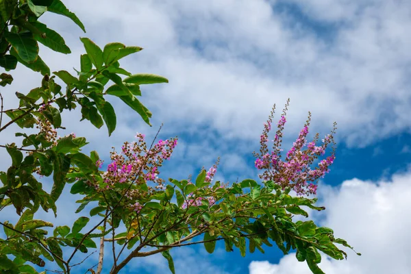 Lagerstroemia 'nın pembe çiçeği mavi gökyüzü arka planında